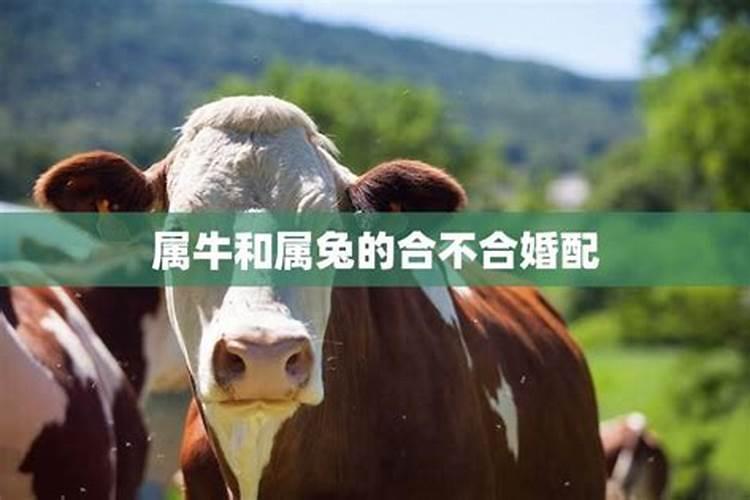 属牛的和属牛的相配婚姻怎么样