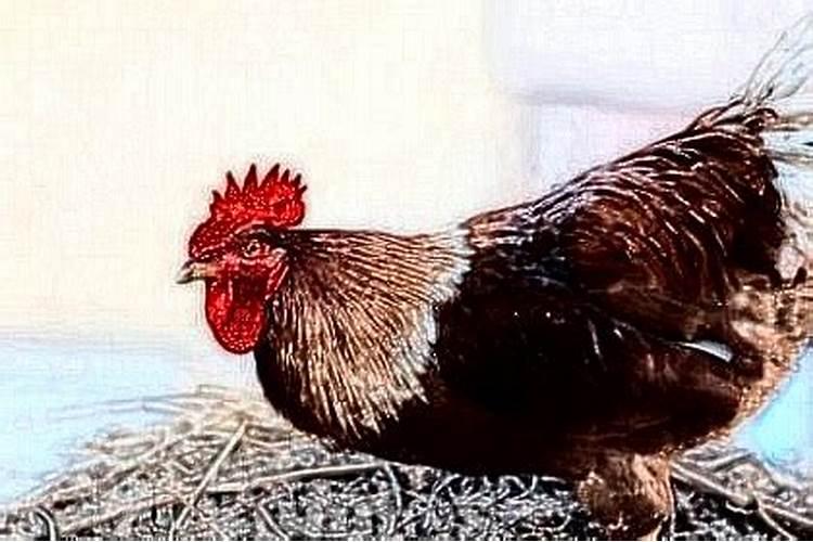 梦见小鸡什么寓意
