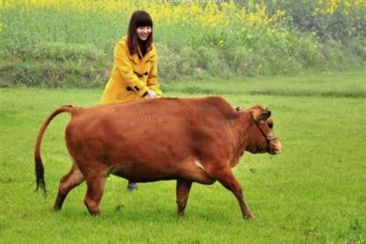 女人梦见黄牛的七大预兆