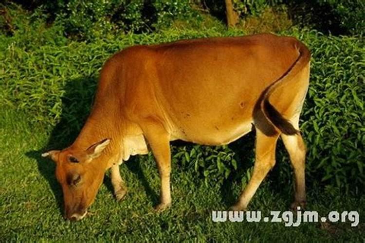 男人梦见黄牛是什么意思