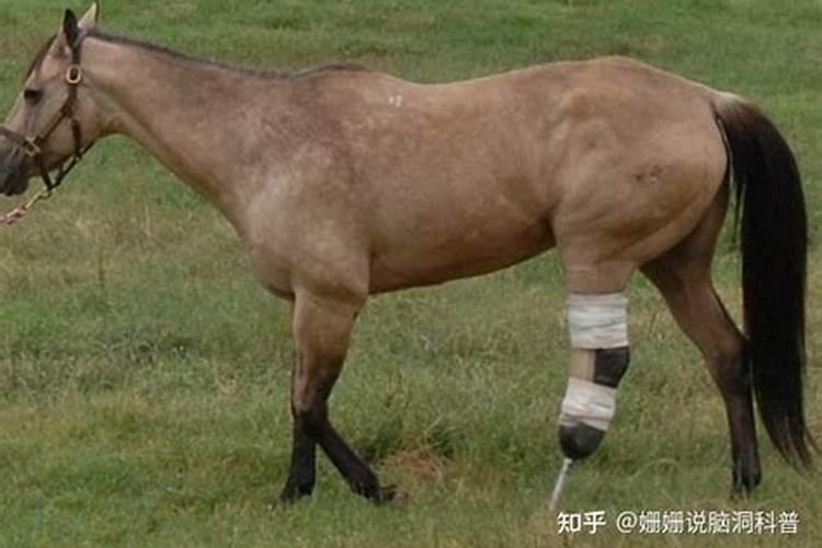 梦见马脚摔断的预兆