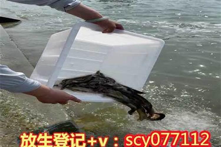 二月初二龙抬头放生好吗