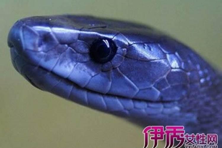 男性梦见蛇是什么征兆 男性梦见蛇有什么预兆