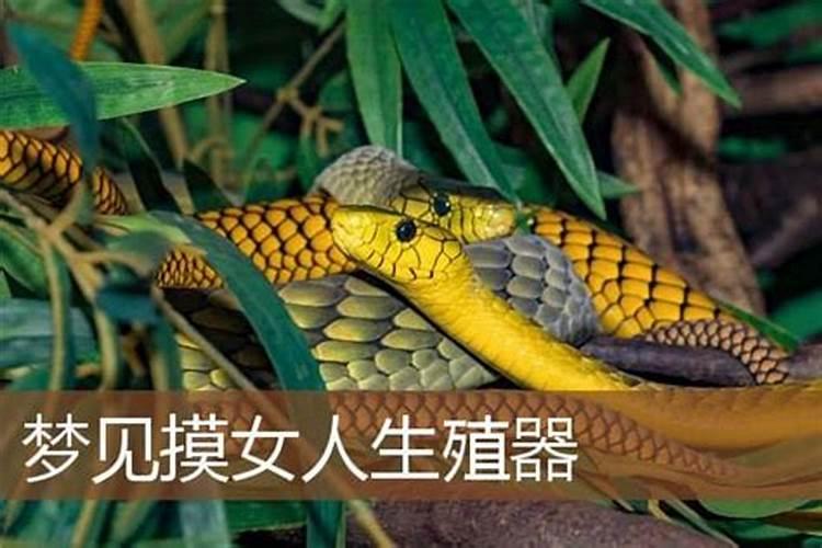 梦见摸女人手的预兆