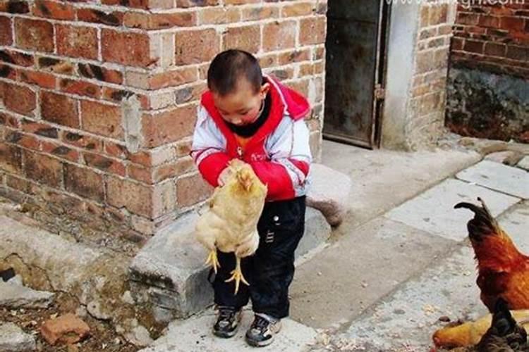梦见梦见鸡是什么意思？