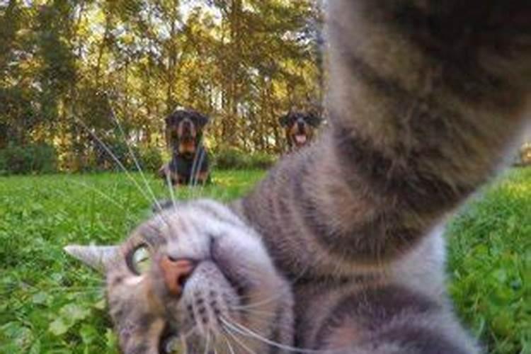 梦见猫在身上甩不掉