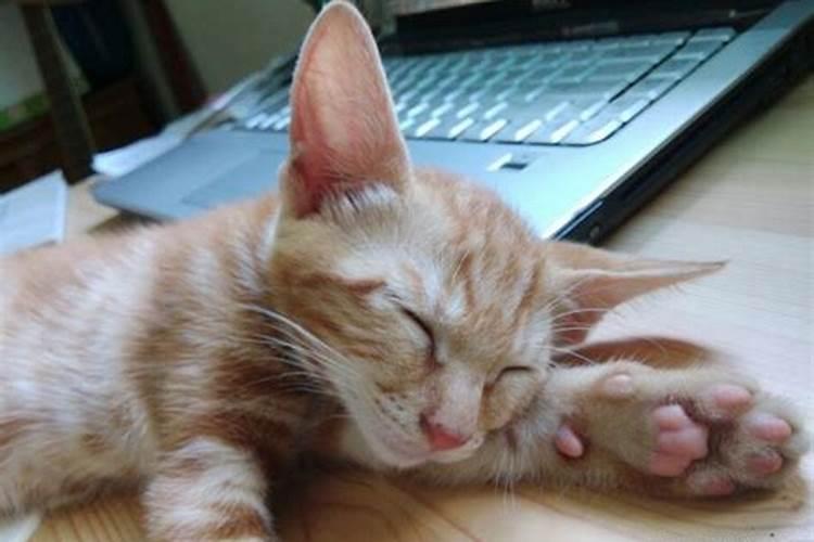 梦到猫往身上扑甩不掉 梦到猫往身上扑甩不掉的寓意