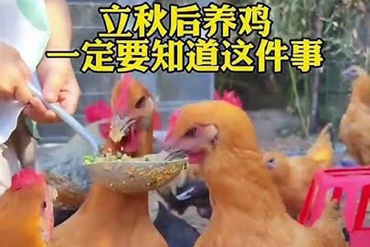 今日淘汰蛋鸡价格