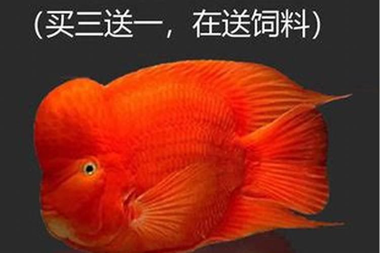 财神鱼几个月头起包,怎么养起头快