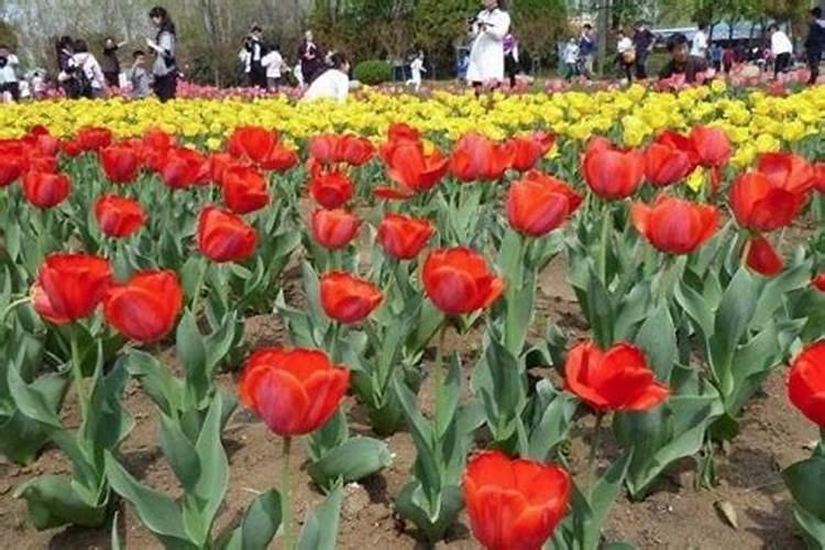 清明节郑州免费景点