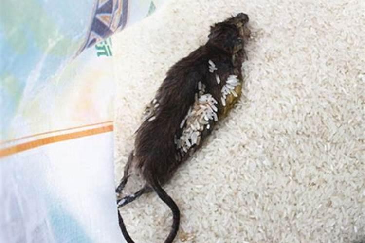 孕妇梦见自己扫地扫出死老鼠是什么意思