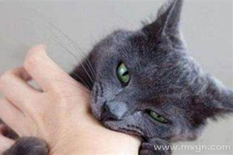 已婚女人梦见猫咬自己