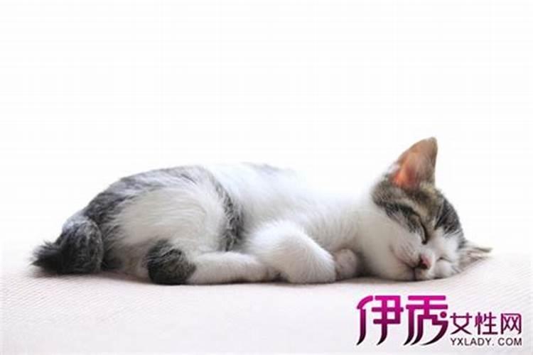 周公解梦 梦见被猫咬是什么意思8116