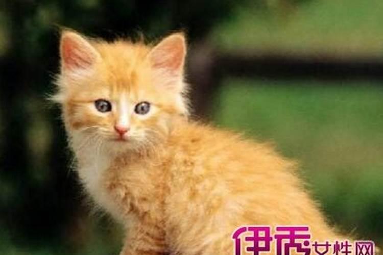 梦见猫咬我是什么征兆？
