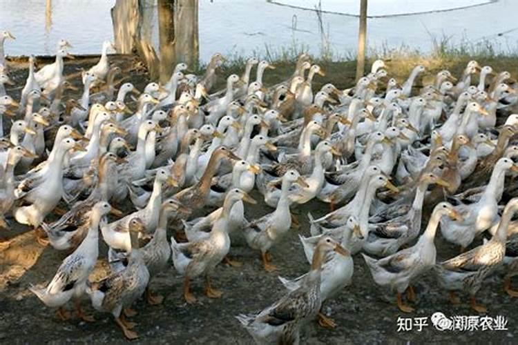 七月十五上坟有什么讲究