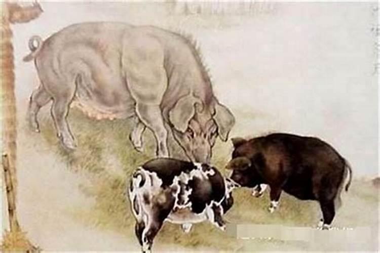 合婚算命:属猪男与属猪女的婚姻怎么样 两人相配吗