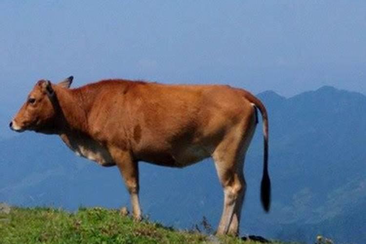 梦见杀牛是什么预兆
