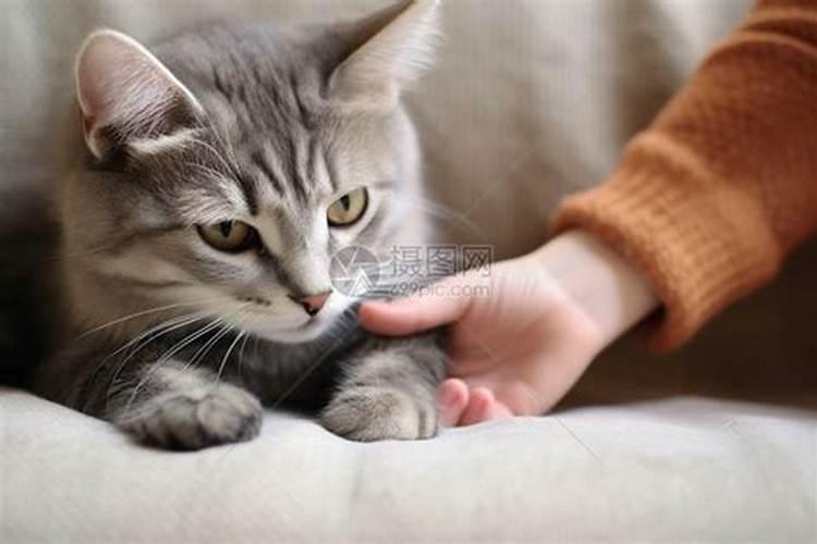 梦见和猫咪很亲密
