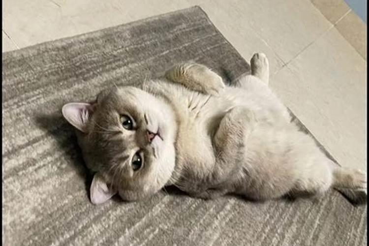梦见猫什么意思