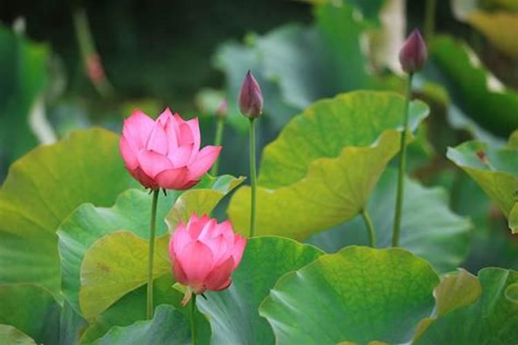 夏至时节风水开运 包头装修业主须知卫浴装修注意事项