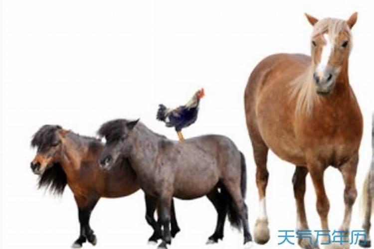 鼠与鼠婚姻属相相配吗？两个人在一起会怎么样