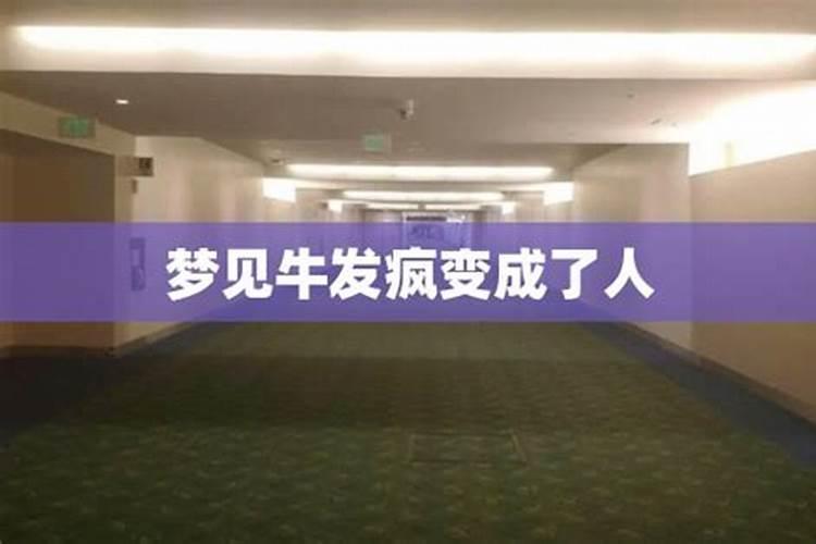 梦见被牛挡道的预兆