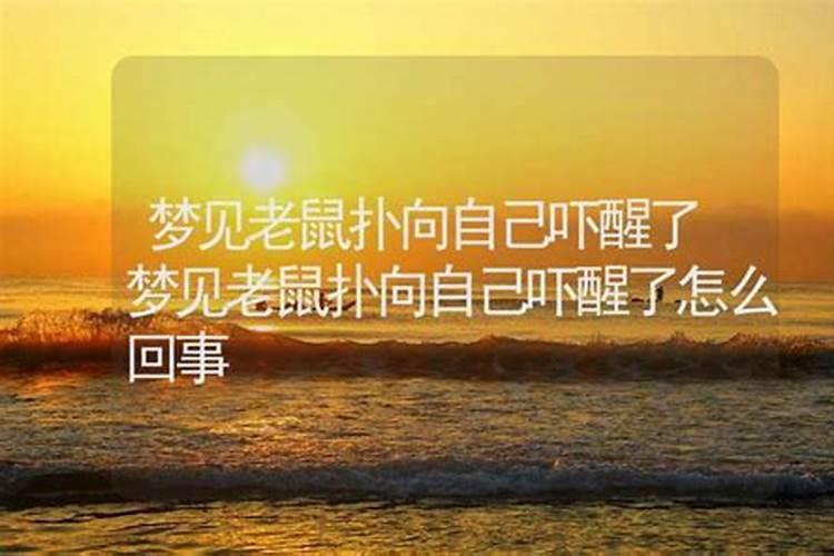 梦见老鼠是什么意思