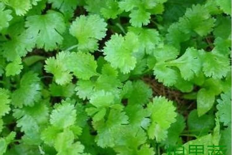 冬天露天播种什么蔬菜？