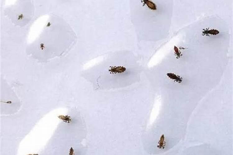 做梦头上长了好多虱子是什么意思