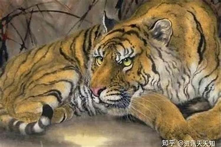 属虎人2025全年运势详解 属虎人2025年每月运势