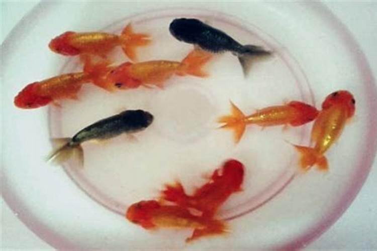 揭秘金命养鱼风水好不好？
