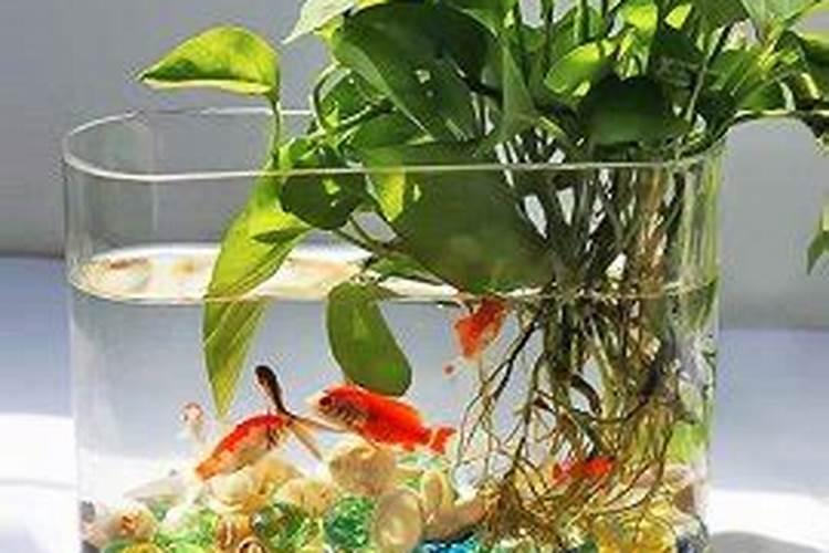 金命的人适合养鱼吗