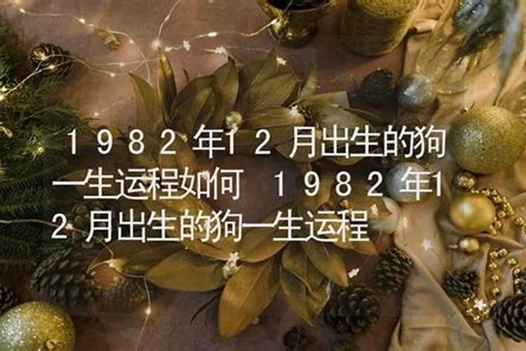 2024属狗12月份出生的命运怎么样