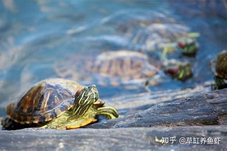 梦见被两只乌龟咬