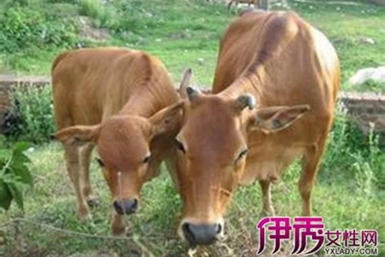 怀孕了又梦梦见黑色的牛是什么意思？
