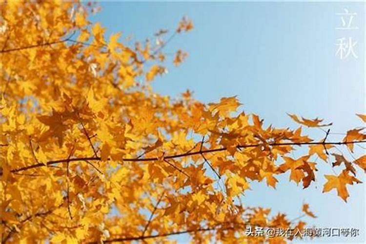 8月8日立秋算早还是晚 立秋也有“早”“晚”之分