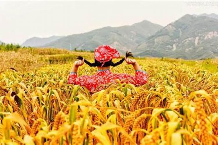 孕妇梦见割谷子有什么预兆？是什么意思？