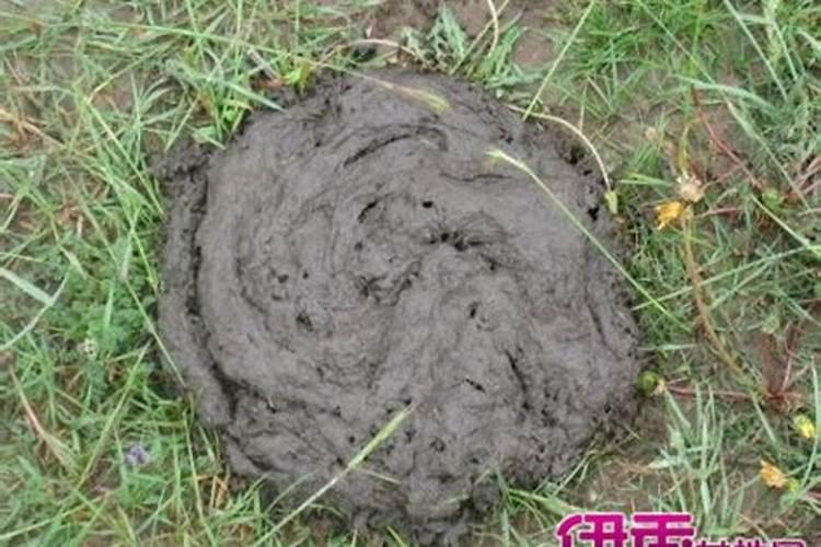 梦见很多牛粪的预兆