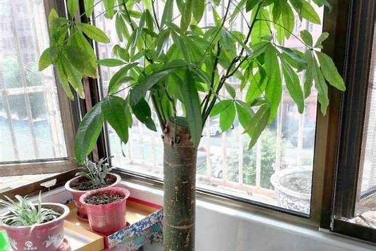 发财树最低适应温度是多少 发财树适应的最低温度