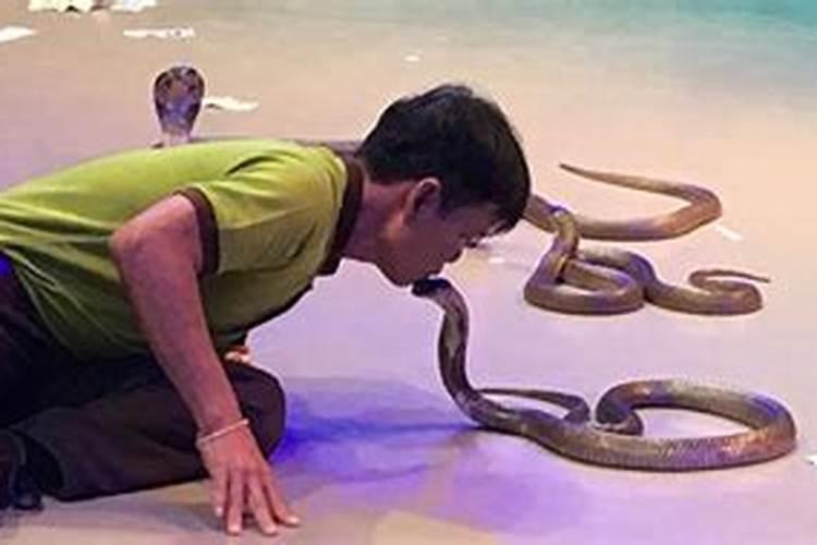 梦到很多蛇预示着什么周公解梦