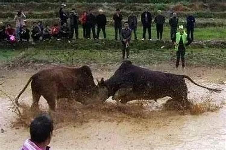 梦见牛攻击别人是什么预兆
