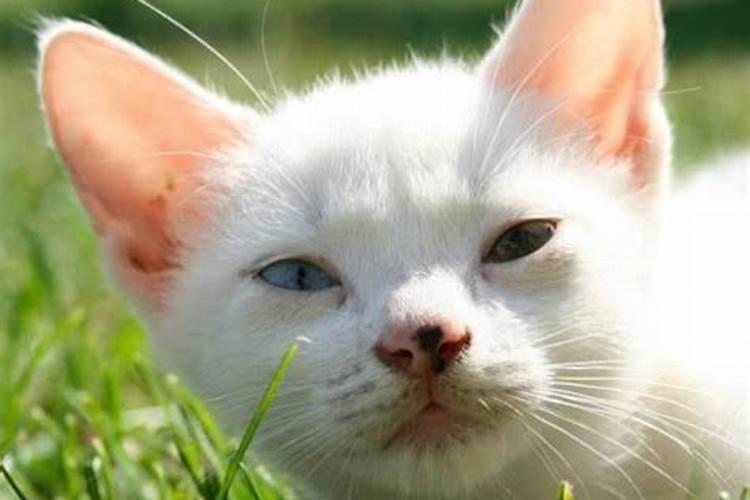 梦见猫是不是不好的预兆