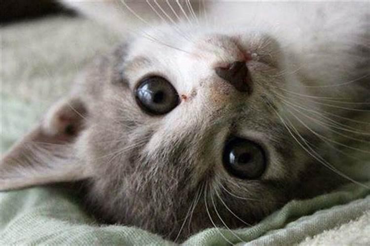 孕妇梦见猫是什么意思