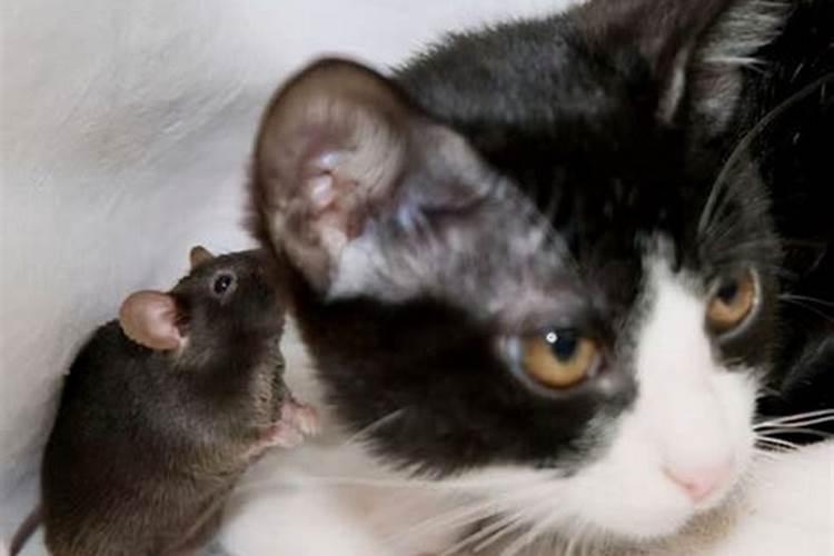 怀孕了梦见猫预示生男生女