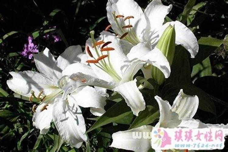 立春的由来 立春的来历