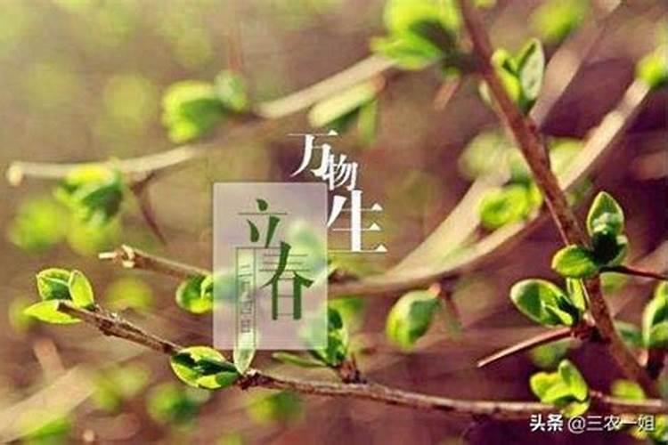 89年2月4号立春出生的人命好吗？
