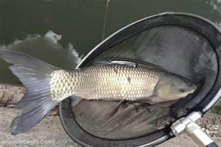 梦见大海里游来一条大鱼的预兆