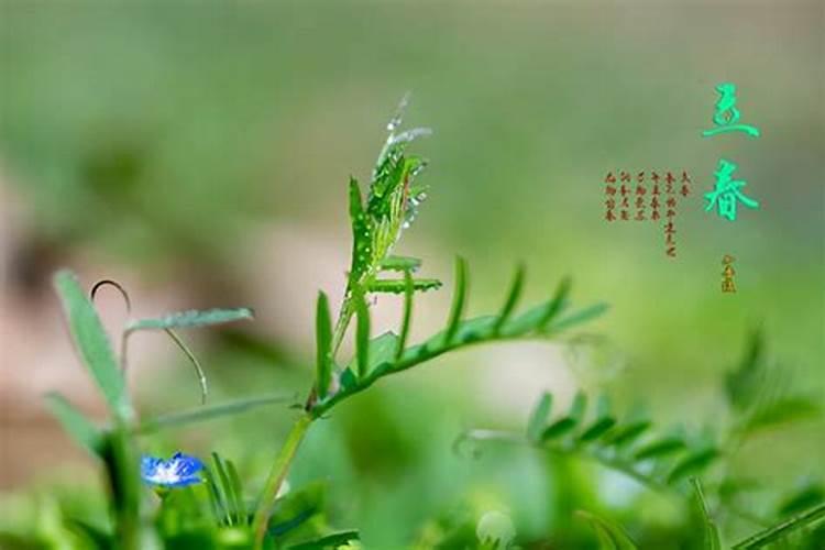 今日立春,五九最后一天,有啥讲究？