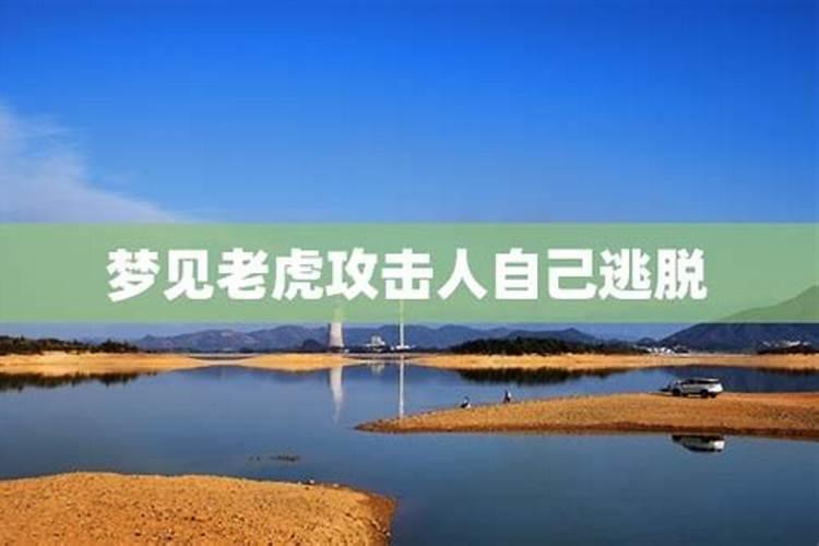 今年属虎的运气怎么样
