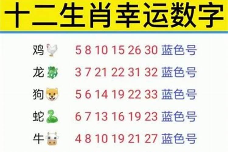 十二生肖阴阳号码数字